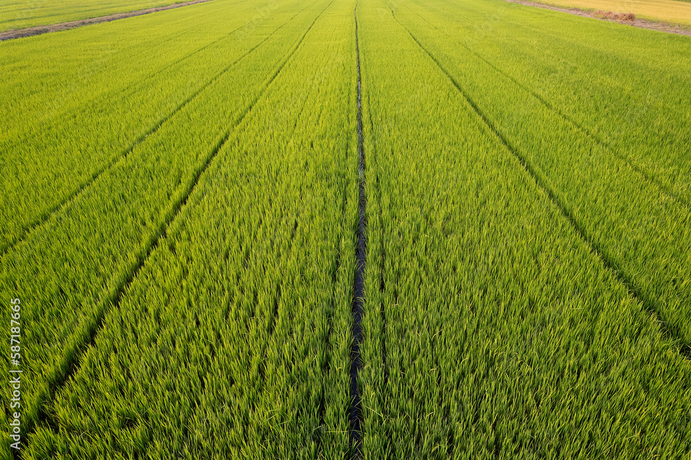 Aerial view of the green rice field and some trees, grew in different pattern. Natural the texture for background.