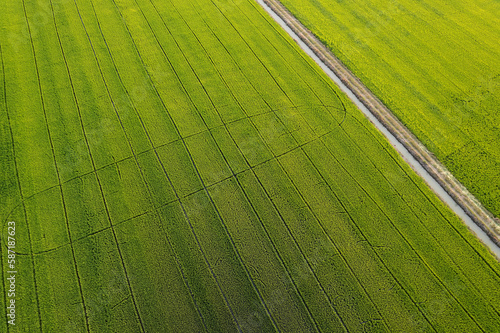 Aerial view of the green of yellow rice field. © Chalearmrat