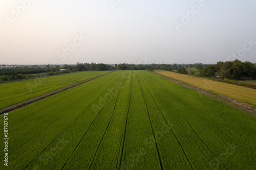 Aerial view of the green of yellow rice field.