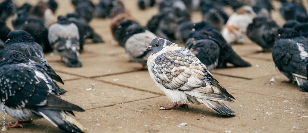 Obraz premium Banner size shot of a lot of street pigeon standing on pavement on cold weather.
