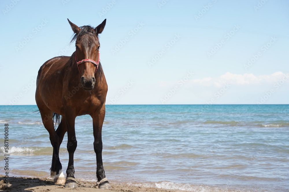 Horses walk on the beach along the shore. Horses walk on the beach along the shore.