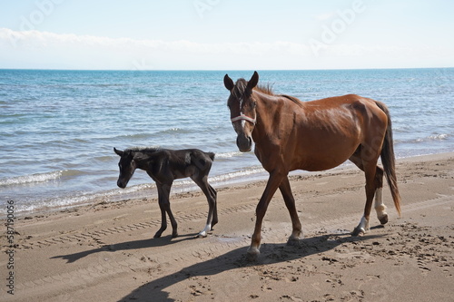 Horses walk on the beach along the shore.