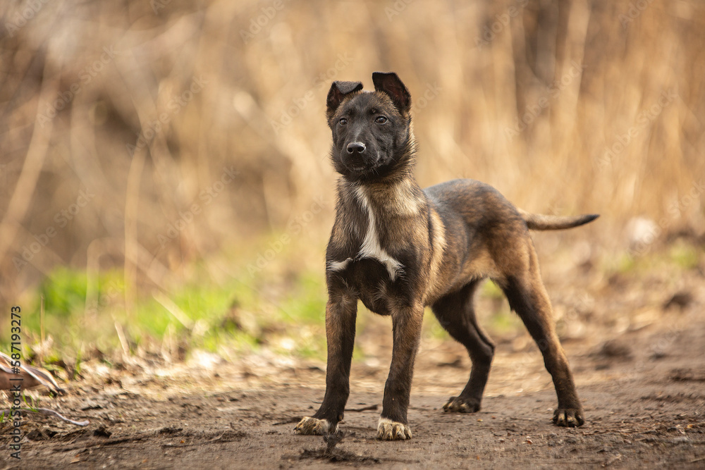 Belgian Shepherd Malinois puppy