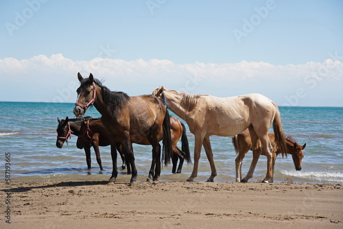 Horses and stallions walk on the beach.