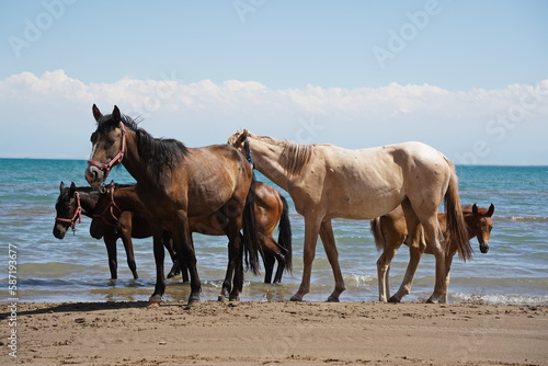 Horses and stallions walk on the beach.