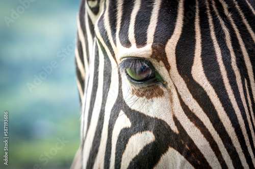 zebra close up eye and stripes in the wild of South Africa concept animal and nature abstract