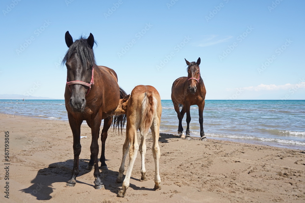 Horses and stallions walk on the beach. Horses and stallions walk on the beach.