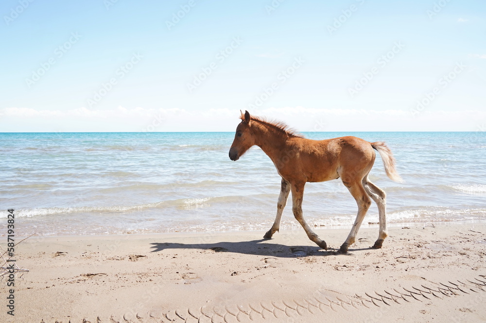 The foal runs along the shoreline on the sand, against the background of the lake. The foal runs along the shoreline on the sand, against the background of the lake.