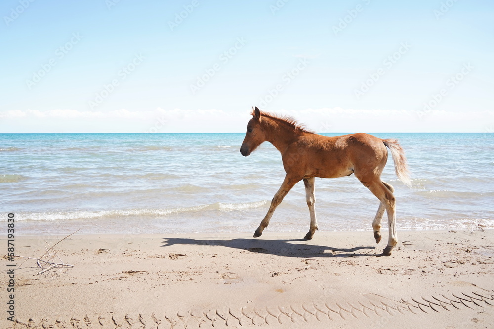 The foal runs along the shoreline on the sand, against the background of the lake. The foal runs along the shoreline on the sand, against the background of the lake.