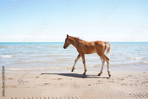 The foal runs along the shoreline on the sand  against the background of the lake.