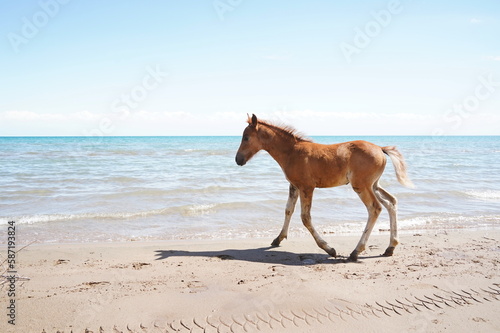 The foal runs along the shoreline on the sand, against the background of the lake.