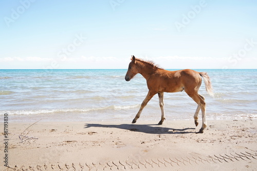 The foal runs along the shoreline on the sand, against the background of the lake. © Vladimir