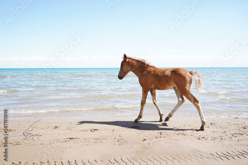 The foal runs along the shoreline on the sand  against the background of the lake.