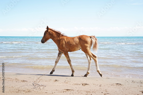 The foal runs along the shoreline on the sand, against the background of the lake.
