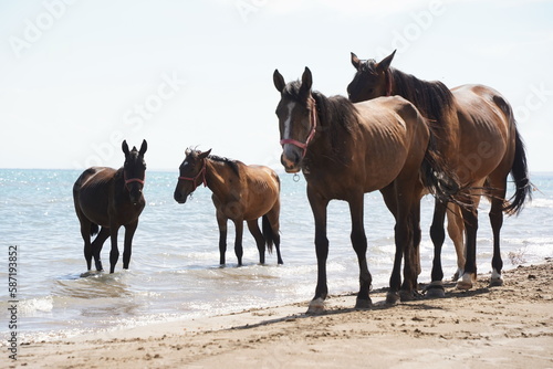 Horses and stallions walk on the beach.