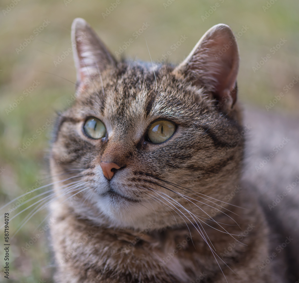 Cute domestic cat in the spring garden. Sunny day. Playing with a pet.