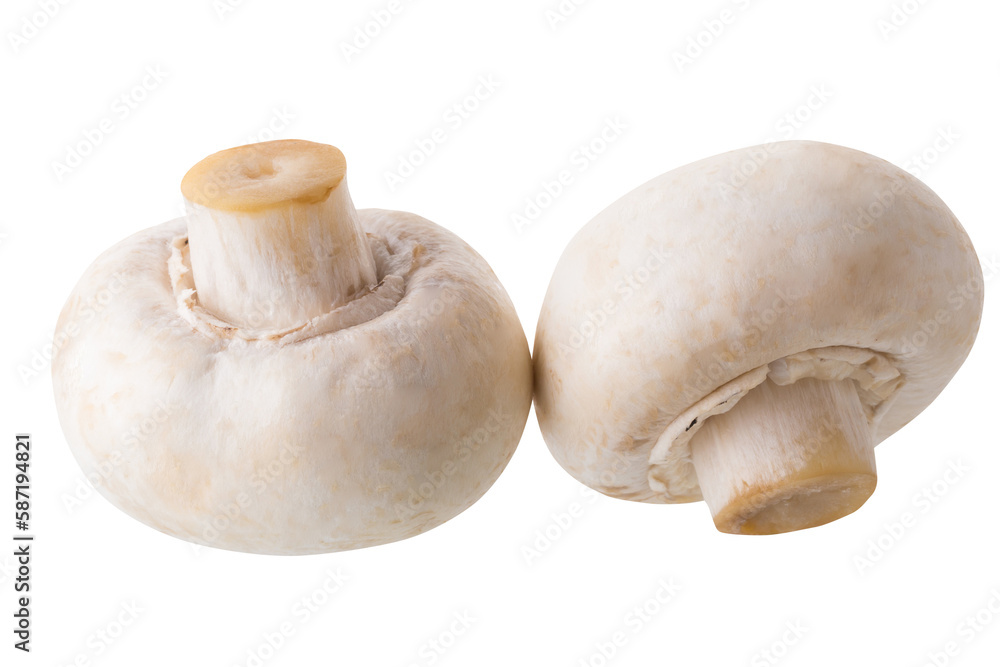 White champignon mushrooms, Champignon Isolated on White Background White champignon mushrooms, Champignon Isolated on White Background