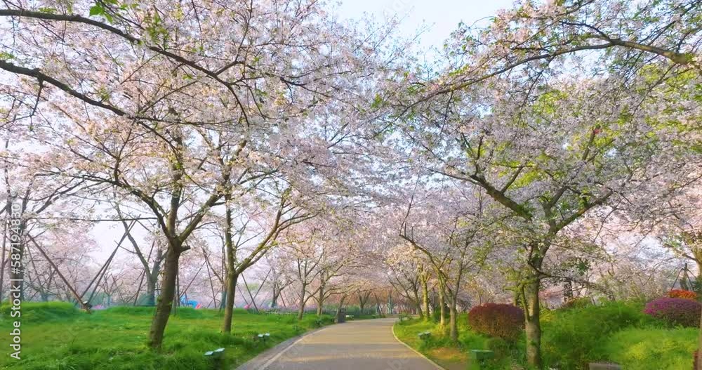 Wuhan East Lake Mountain Cherry blossom Garden Spring Scenery Wuhan East Lake Mountain Cherry blossom Garden Spring Scenery