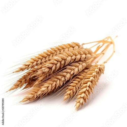 Wheat ears in isolation