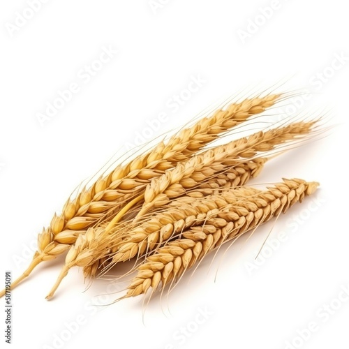 Wheat ears in isolation
