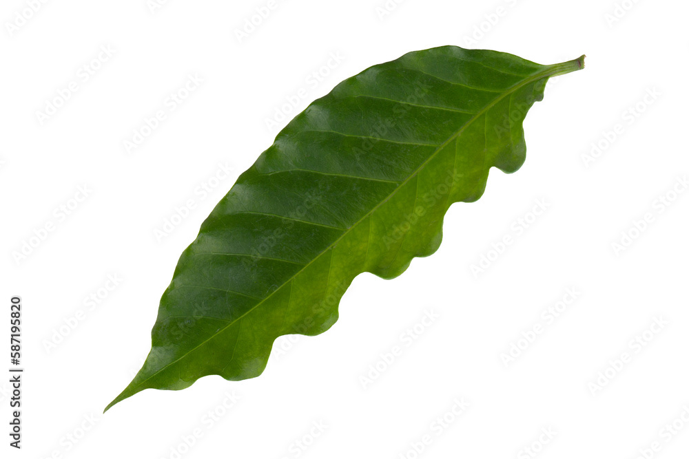 Obraz premium Fresh Green Arabica Coffee Leaf isolated on a transparent background