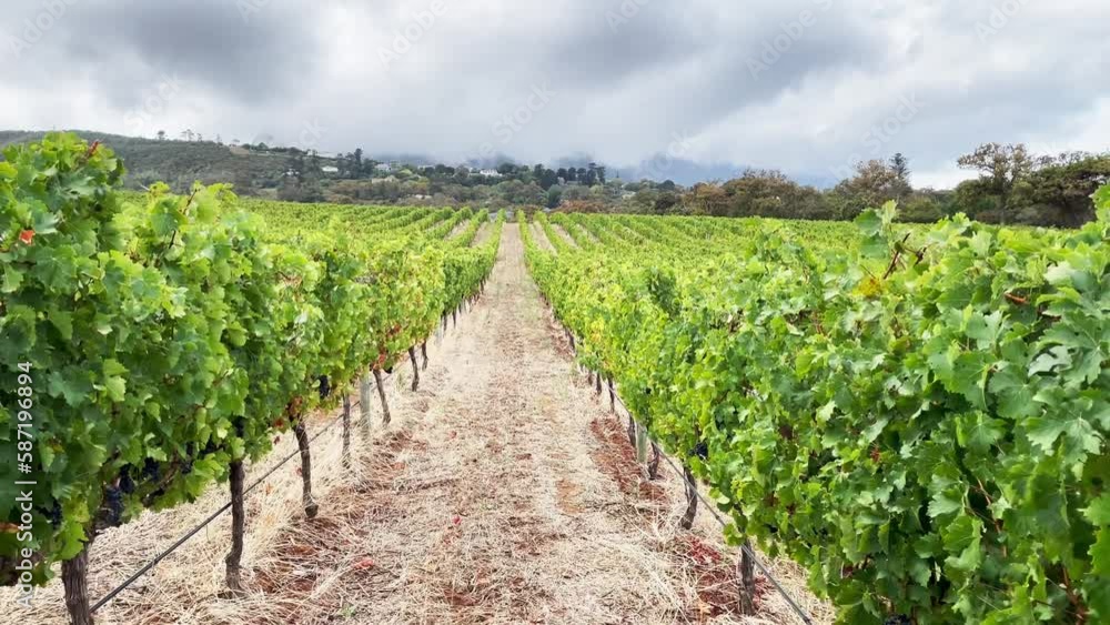 Walking Through Famous Vineyard in Western Cape Region of South Africa