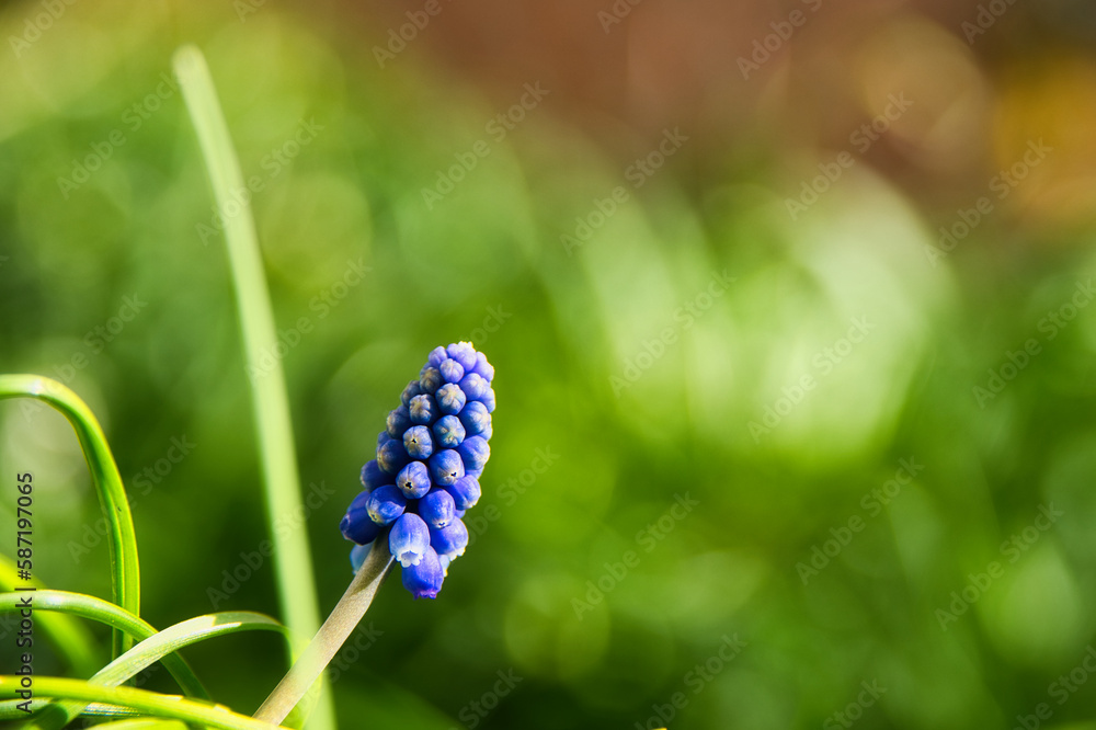 kleine Traubenhyazinthe Muscari Frühlingsbote kleine Traubenhyazinthe Muscari Frühlingsbote