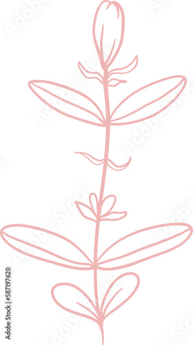 Floral Line Illustration