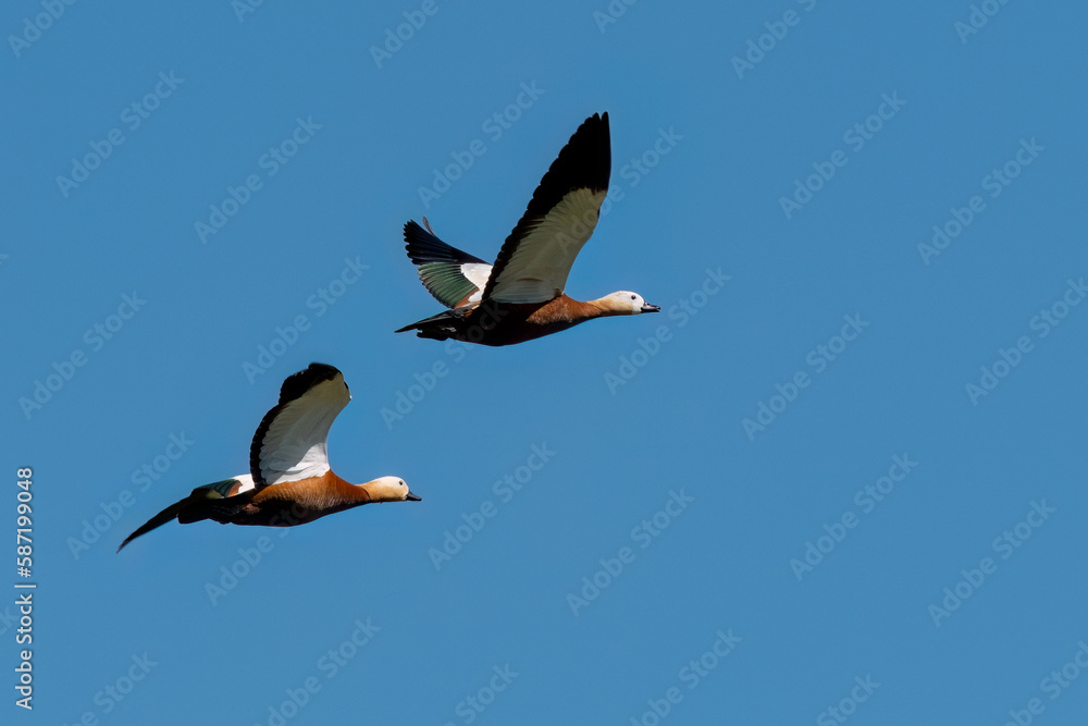 Obraz premium Couple of Ruddy shelduck flying in the sky