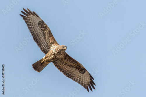Common buzzard flying and looking to the ground for prey photo