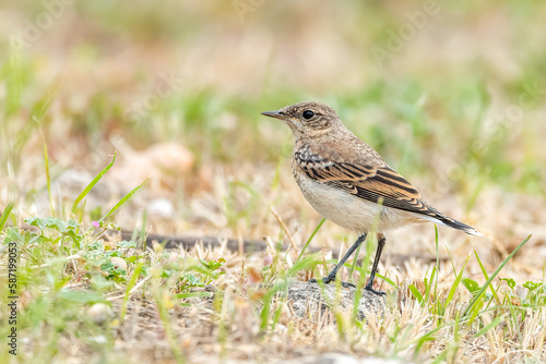 Isabelline wheatear standing in the grass