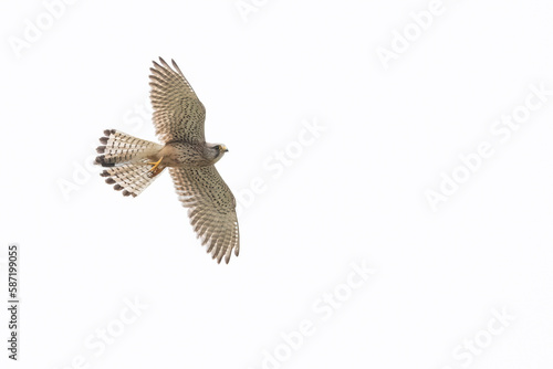 Bild auf Leinwand Common kestrel flying and looking to the ground for prey