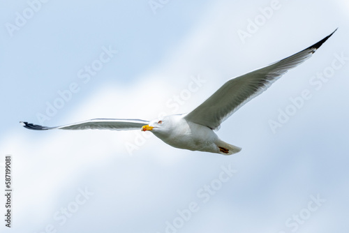 Yellow-legged gull flying in the sky