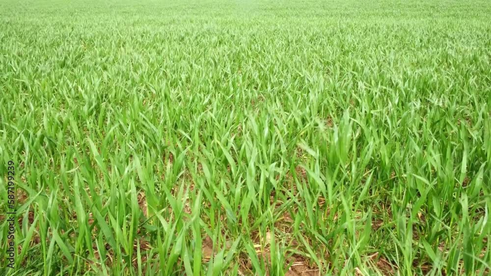 Field with green sprouts. Agriculture, farming. Field with green sprouts. Agriculture, farming.