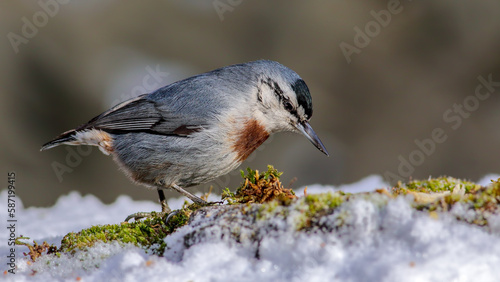 Krüper`s Nuthatch on a branch photo