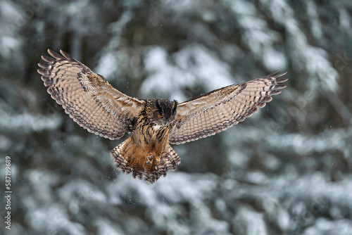Winter wildlife. Flying Eurasian Eagle owl with open wings with snowflakes in snowy forest during cold winter. Wildlife scene from Germany in Europe. Big owl in the nature habitat.