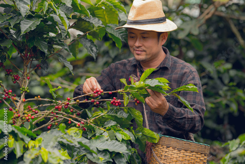 Organic arabica coffee with farmer collecting on farm harvesting berries Robusta and arabica coffee with farmer's hand, worker harvesting berries, arabica coffee, crop harvest concept