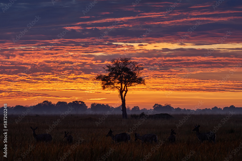 Antelole sunset with solitaire tree in the savannah, Okavango delta in Botswana, Africa wildlife. Impala in nature, wildlife Botswana.