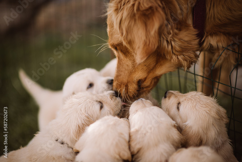 mother golden retriever sniffing her puppies photo