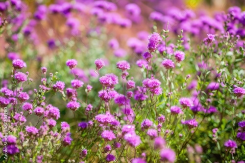 natural background of flowers. Beautiful natural scene of purple flowers blooming in a garden in the middle of the summer. Generative AI © AkuAku