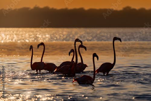 Flamingo sunset  Mexico wildlife. Flock of bird in the river sea water  with dark blue sky with clouds. American flamingo  Phoenicopterus ruber  red birds in nature mangrove habitat  R  a Celest  n.