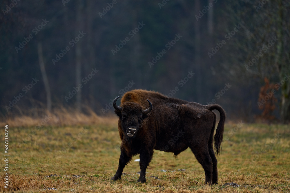 Bison in the autumn forest, rainy scene with big brown animal in the nature habitat, yellow leaves on the rain trees, Bialowieza NP, Poland. Wildlife scene from nature. Big brown European bison.