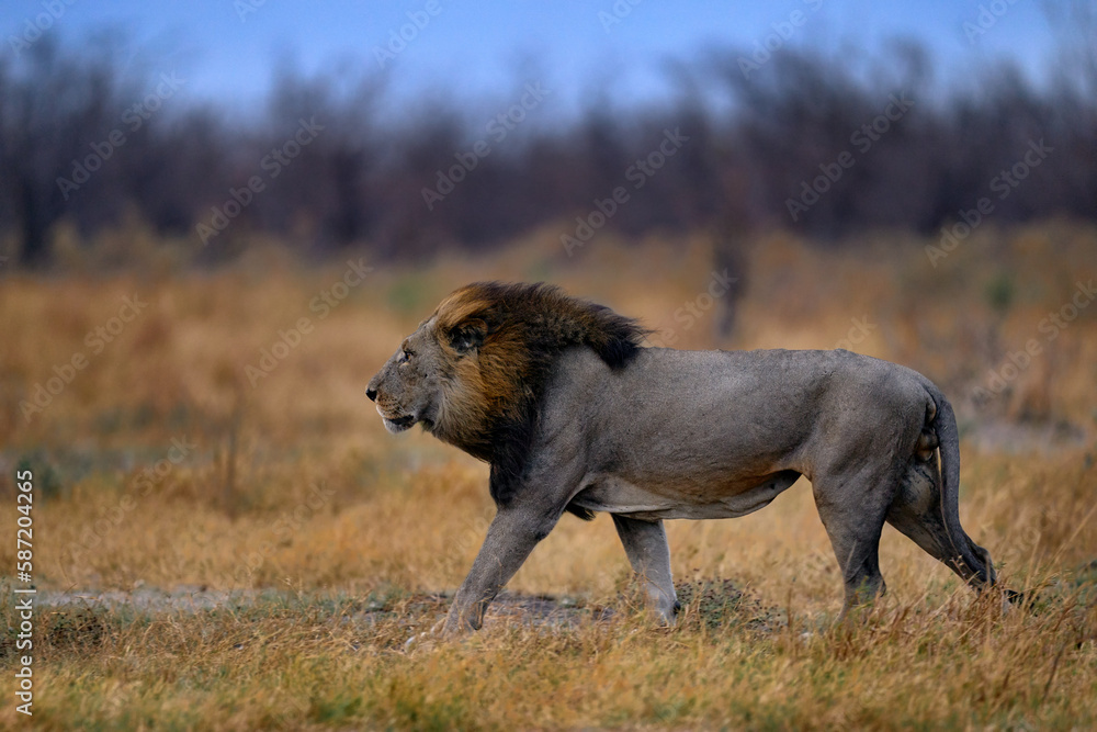 Lion mane. Portrait of African lion, Panthera leo, detail of big animals, Etocha NP, Namibia, Africa. Cats in dry nature habitat, hot sunny day in desert. Wildlife scene from nature. African blue sky. Lion mane. Portrait of African lion, Panthera leo, detail of big animals, Etocha NP, Namibia, Africa. Cats in dry nature habitat, hot sunny day in desert. Wildlife scene from nature. African blue sky.