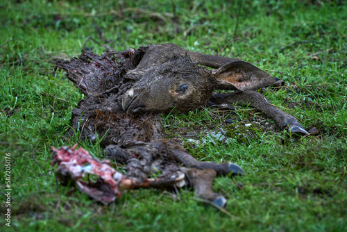 Deer doe lynx kill in the neture. Skelenton with head in the green grass. Mammal behaviour, nature wildlife. Andujar mountains in Span. Deer caracass, iberian lynx catch the deer in forest. © ondrejprosicky