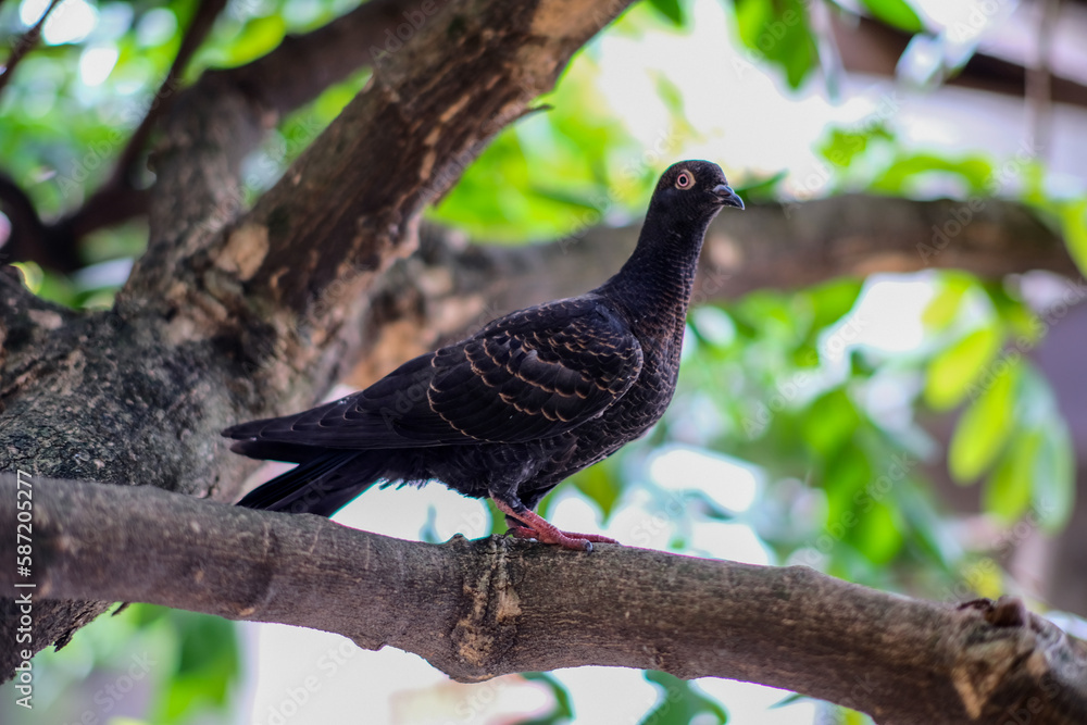 Obraz premium pigeon on a branch