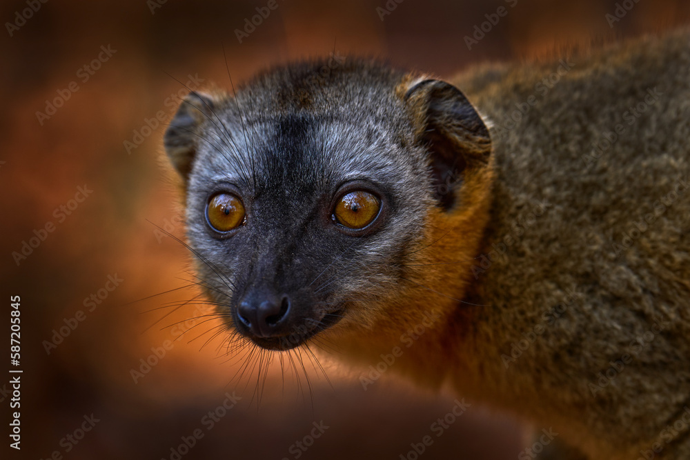 Lemur detail close-up portrait. Red-fronted brown Lemurs, Eulemur fulvus rufus, Kirindy Forest in Madagascar. Grey brown monkey on tree, in the forest habitat, Endemic i Madagascar. Wildlife nature.