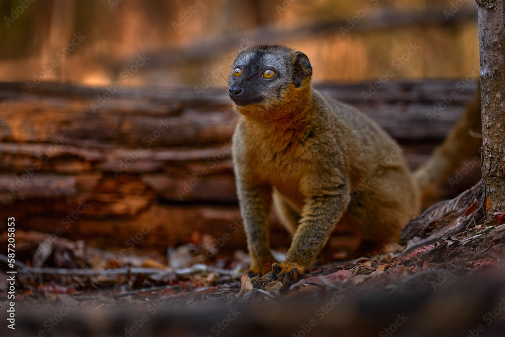 Obraz premium Lemur detail close-up portrait. Red-fronted brown Lemurs, Eulemur fulvus rufus, Kirindy Forest in Madagascar. Grey brown monkey on tree, in the forest habitat, Endemic i Madagascar. Wildlife nature.