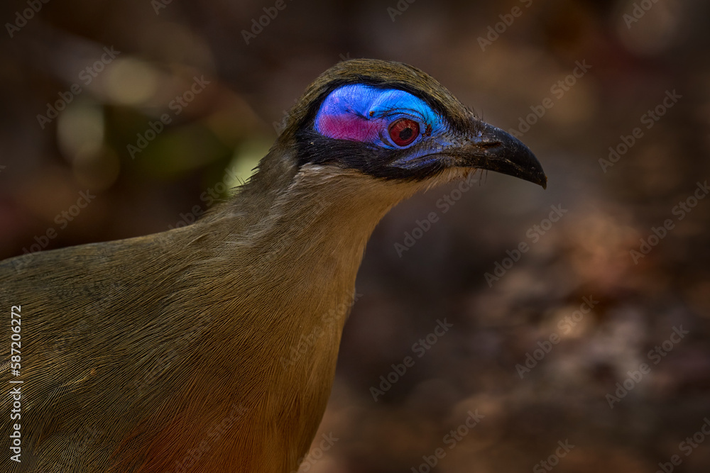 Obraz premium Giant coua, Coua gigas, bird in the nature habitat, Kirindy Dorest in Madagascar.