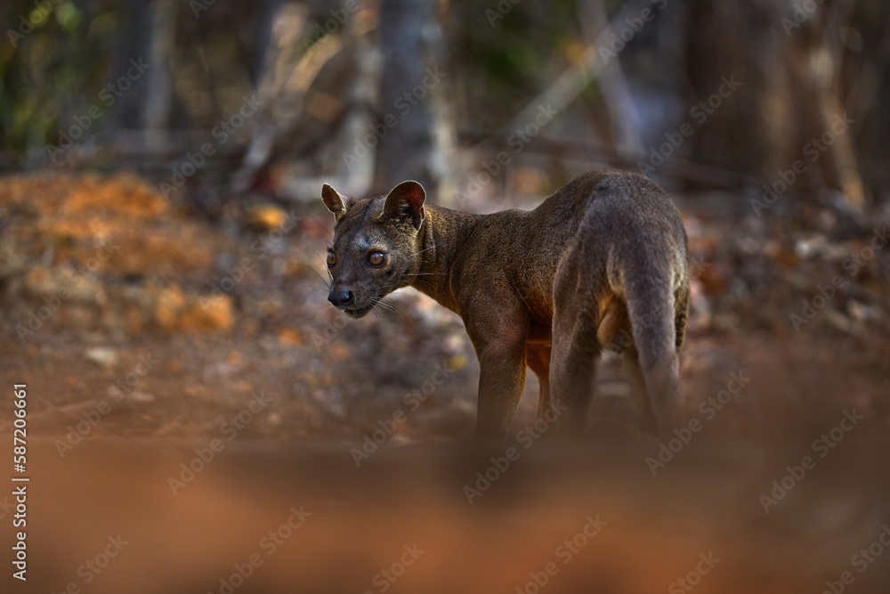 Madagascar wildlife - fosa, in the nature forest habitat. Cat dog like animal in green vegetation, Kirindy Forest, Madagascar. Endemic mammal from Madagascar, nature habitat. Wildlife. Madagascar wildlife - fosa, in the nature forest habitat. Cat dog like animal in green vegetation, Kirindy Forest, Madagascar. Endemic mammal from Madagascar, nature habitat. Wildlife.