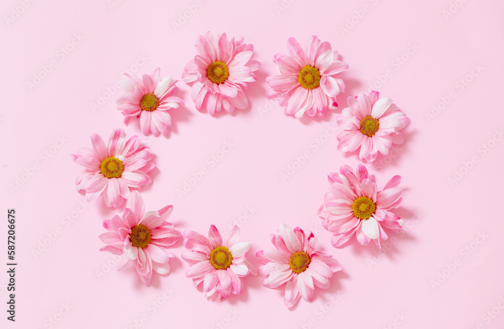 pink chrysanthemums on pink background background pink chrysanthemums on pink background background